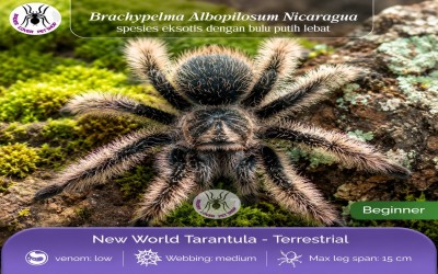 BUNDLE DEAL PACK TARANTULA BRACHYPELMA ALBOPILOSUM NICARAGUA / TLILTOCATL ALBOPILOSUS NICARAGUA / NICARAGUAN CURLY HAIR TARANTULA - 3 EKOR